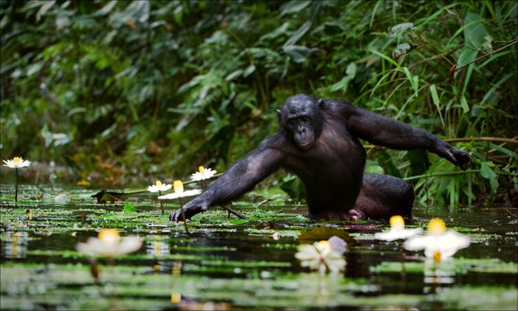 Шимпанзе собирает цветы. Река Конго