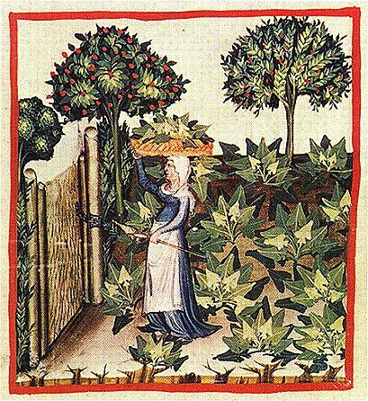 Кусты шпината на иллюстрации из средневекового ломбардского трактата Tacuinum sanitatis (XIV век)
