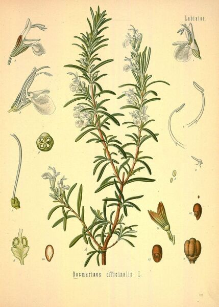 Розмарин лекарственный. Ботаническая иллюстрация из книги Köhler’s Medizinal-Pflanzen, 1887 г.
