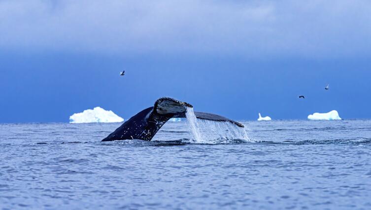 Хвост кита у побережья Антарктиды