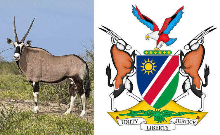 Орикс в природе и на гербе Намибии