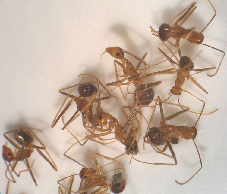 Anoplolepis gracilipes (жёлтый сумасшедший муравей)