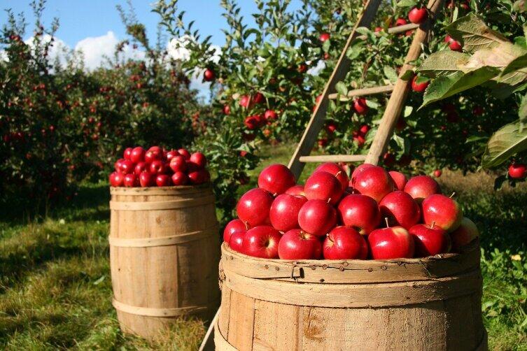 Как сохранить яблоки и груши на длительное время?