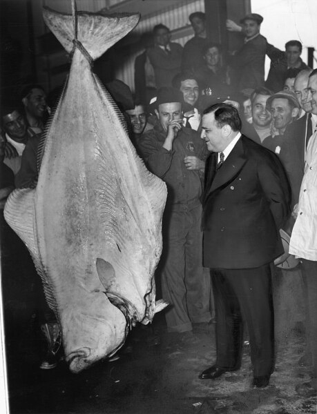 Мэр Нью-Йорка Фиорелло ла Гуардиа с 136-кг палтусом на Фултонском рыбном рынке на Манхэттене