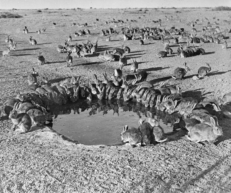 Кролики вокруг водоёма в карантинном лагере на острове Варданг.1938 г.