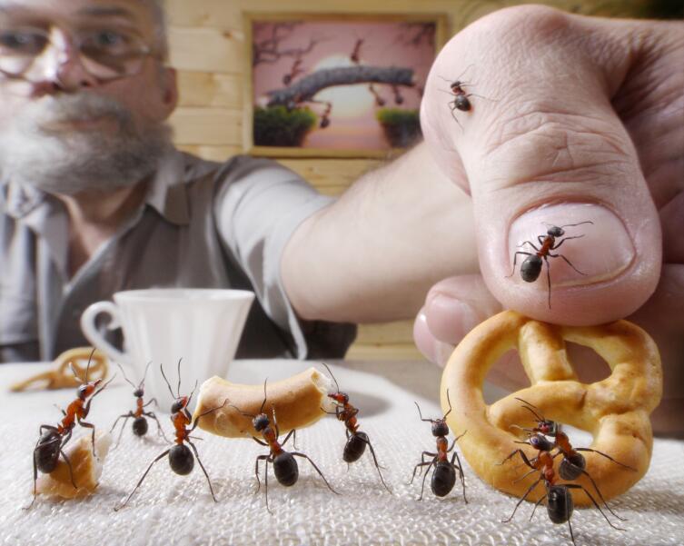 Как люди пытались помириться с насекомыми?