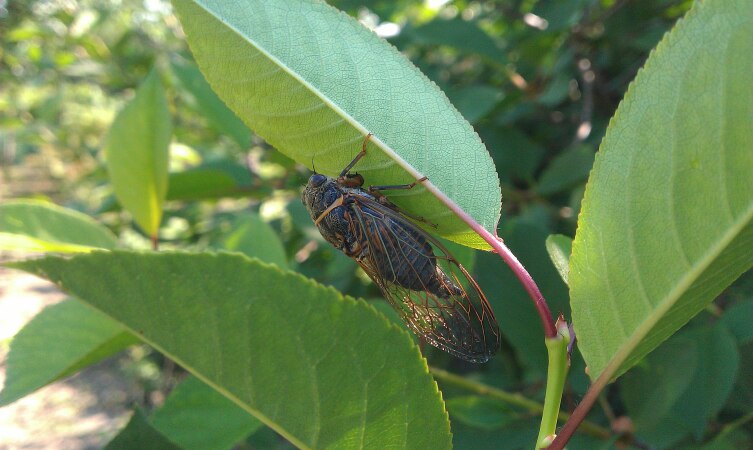 Взрослая цикада обыкновенная на листе вишни