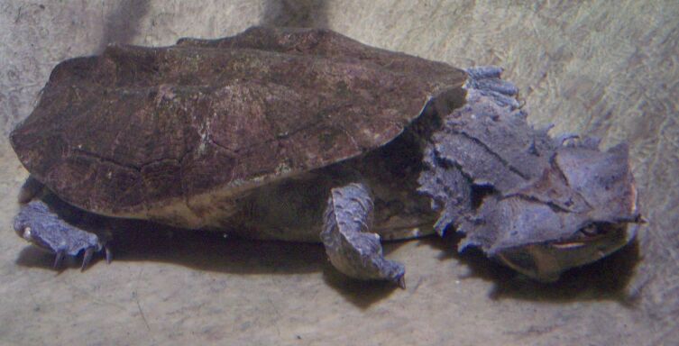 Черепаха матамата