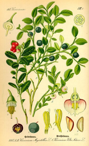 Черника. Ботаническая иллюстрация из книги О. В. Томе