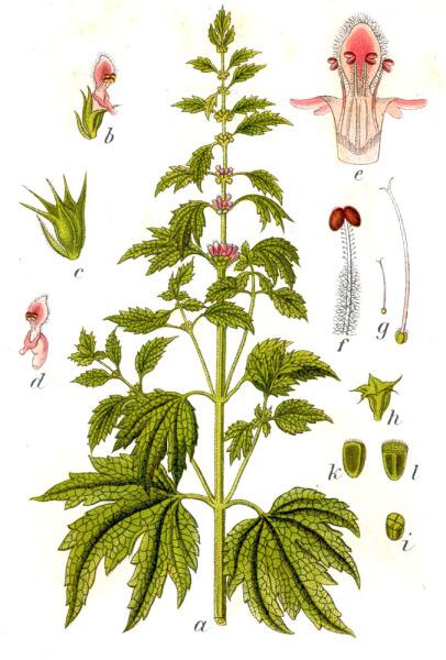 Пустырник сердечный. Ботаническая иллюстрация Якоба Штурма из книги Deutschlands Flora in Abbildungen, 1796 г.