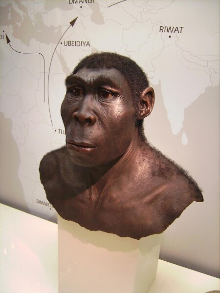 Homo erectus, Человек прямоходящий, Вестфальский музей, Германия.
