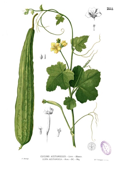 Luffa acutangula. Ботаническая иллюстрация из книги Франсиско Мануэля Бланко Flora de Filipinas, 1880—1883 гг.