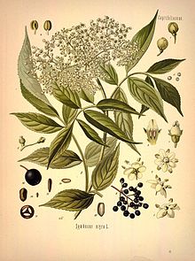 Бузина чёрная. Ботаническая иллюстрация из книги Köhler’s Medizinal-Pflanzen, 1887 г.