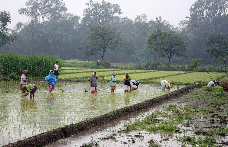 Высадка рисовой рассады на о. Ява, Индонезия