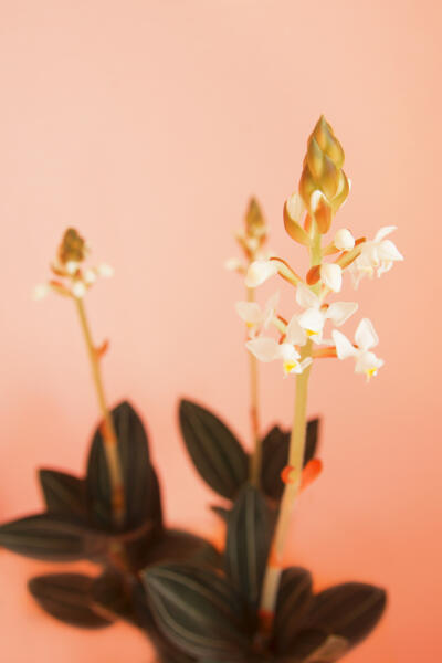 Какие орхидеи можно выращивать дома? Лудизия