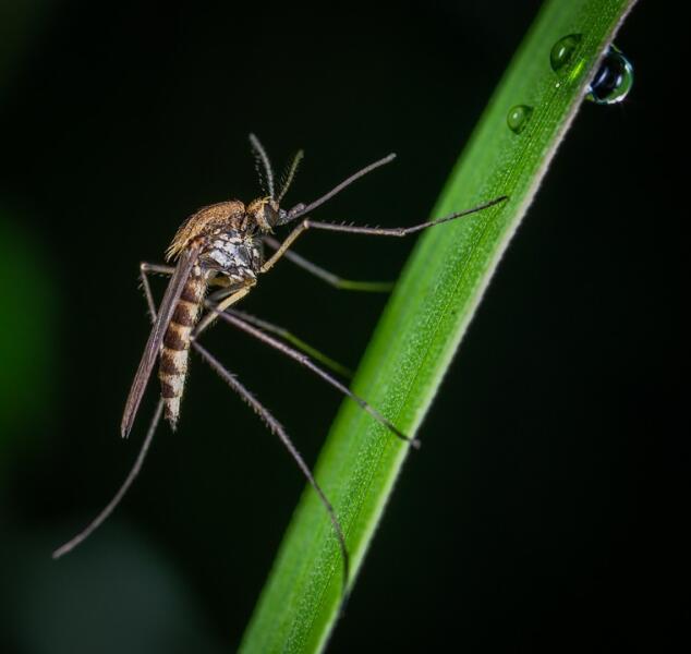 Как питаются комары?