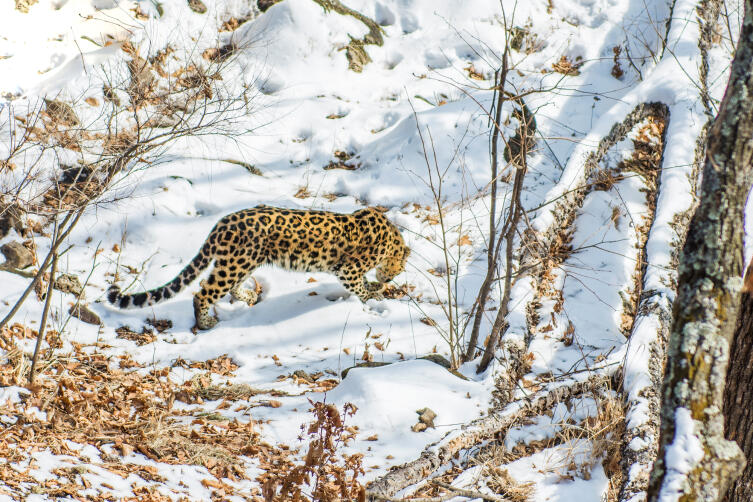 Дальневосточный леопард. Сохранит ли его человек?
