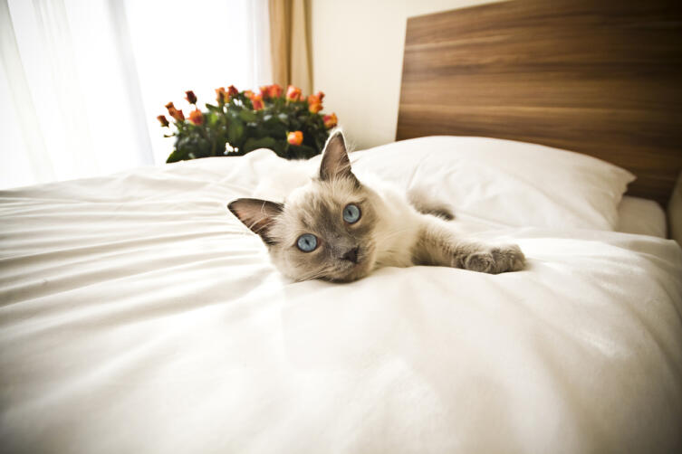 Почему кошка любит спать в хозяйской постели?