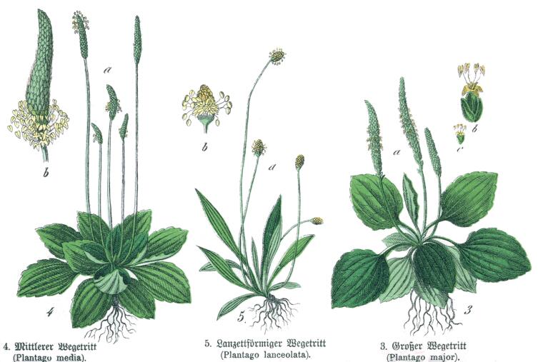 Ботаническая иллюстрация из книги Г. Х. Шуберта «Naturgeschichte des Pflanzenreichs»