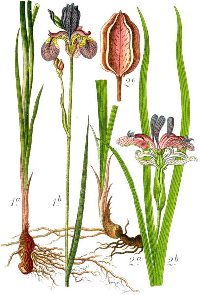 Ботаническая иллюстрация Якоба Штурма из книги Deutschlands Flora in Abbildungen, 1796 1. Iris sibirica 2. Iris graminea