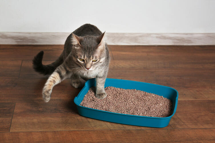 Почему кошка игнорирует свой лоток и как избавиться от запаха кошачьей мочи в доме?