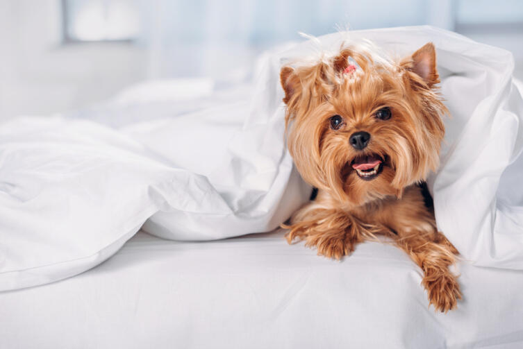 Можно ли разрешать собаке спать в своей постели?