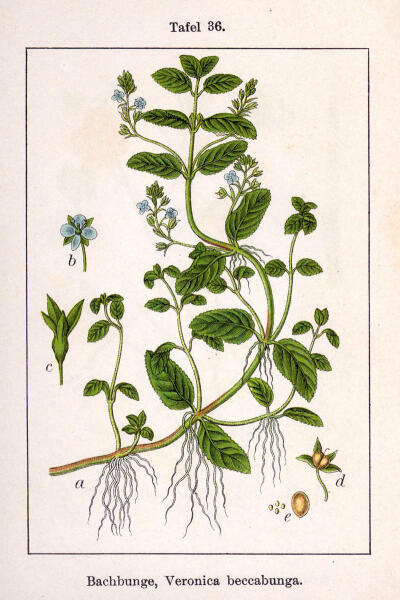 Ботаническая иллюстрация Якоба Штурма из книги Deutschlands Flora in Abbildungen, 1796 г.