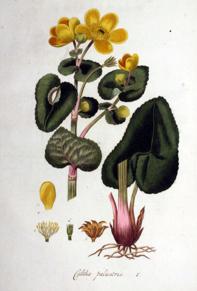 Калужница болотная. Ботаническая иллюстрация из книги Яна Копса Flora Batava
