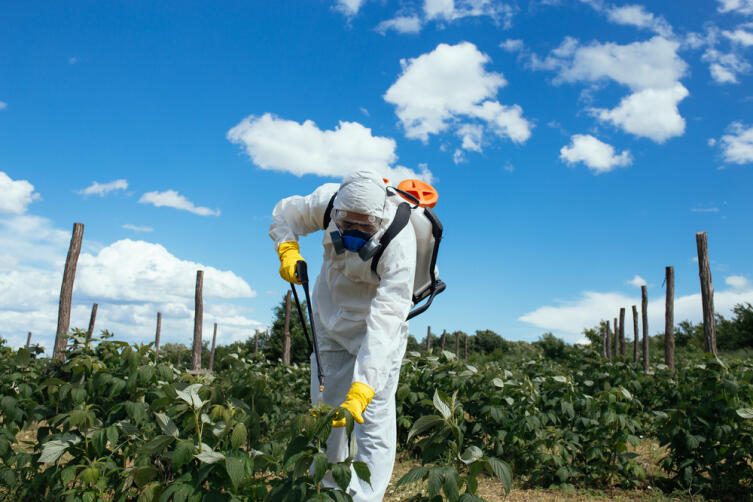 Международный день борьбы с пестицидами. Можно ли обойтись без «химии»?