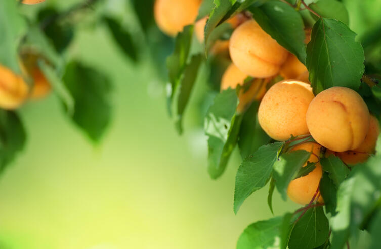 Почему абрикос называют деревом Солнца?
