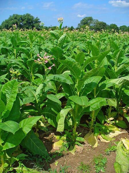 Табак обыкновенный (Nicotiana tabacum), типовой вид рода. Плантация с цветущими растениями