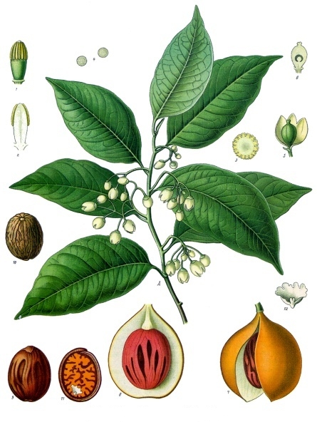 Мускатник душистый (Myristica fragrans). Ботаническая иллюстрация из книги Köhler’s Medizinal-Pflanzen, 1887 г.