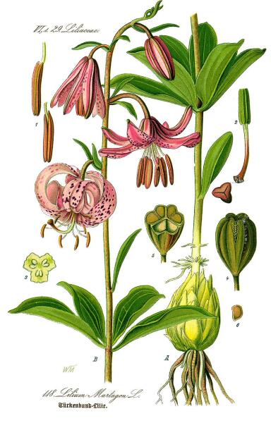 Лилия кудреватая. Ботаническая иллюстрация из книги О. В. Томе Flora von Deutschland, Österreich und der Schweiz, 1885 г.