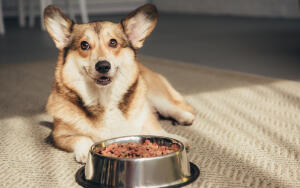 Чем и как кормить собаку для улучшения иммунитета и профилактики заболеваний?