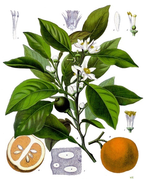 Померанец. Ботаническая иллюстрация из книги Köhler’s Medizinal-Pflanzen, 1887 г.