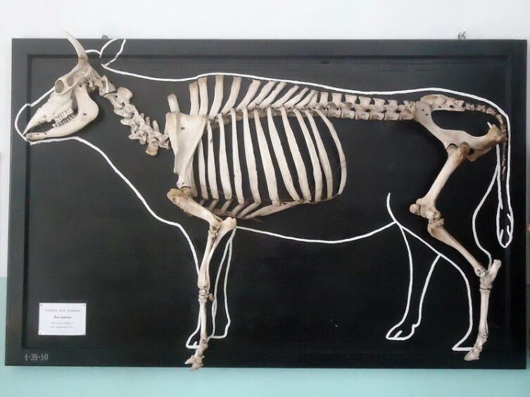 Скелет домашней коровы