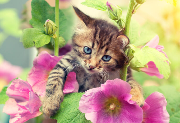 Котёнок среди цветов мальвы