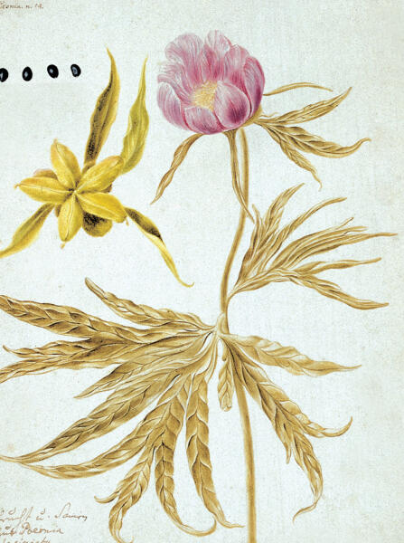 Ботаническая иллюстрация из книги И. Г. Гмелина «Flora Sibirica»