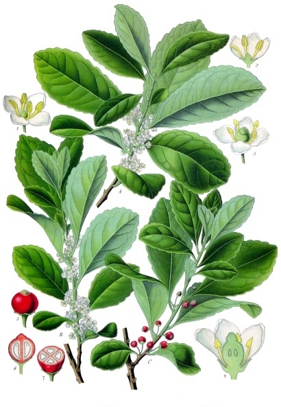 Падуб парагвайский. Ботаническая иллюстрация из книги Köhler’s Medizinal-Pflanzen, 1887 г.