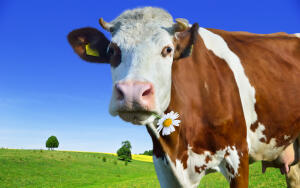 Час Быка-8. Почему корова жуёт жвачку?