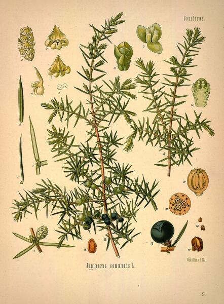 Можжевельник обыкновенный. Ботаническая иллюстрация из книги Köhler’s Medizinal-Pflanzen, 1887 г.