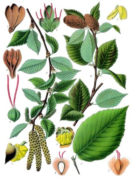 Берёза вишнёвая. Ботаническая иллюстрация из книги Köhler’s Medizinal-Pflanzen, 1887 г.