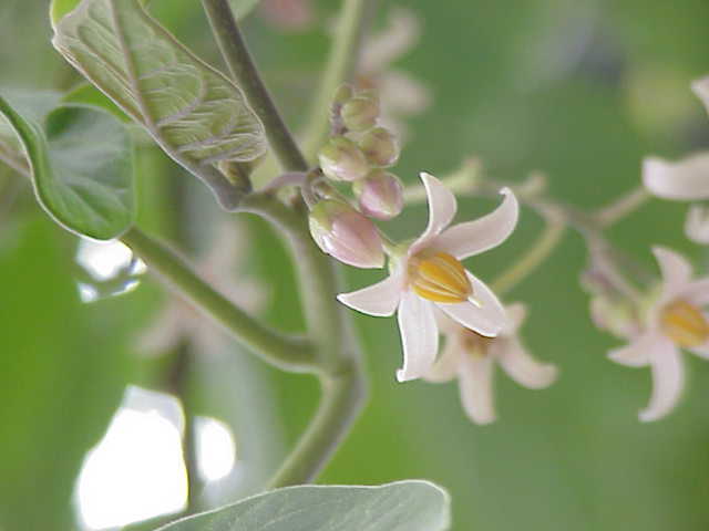 Цветки томатного дерева