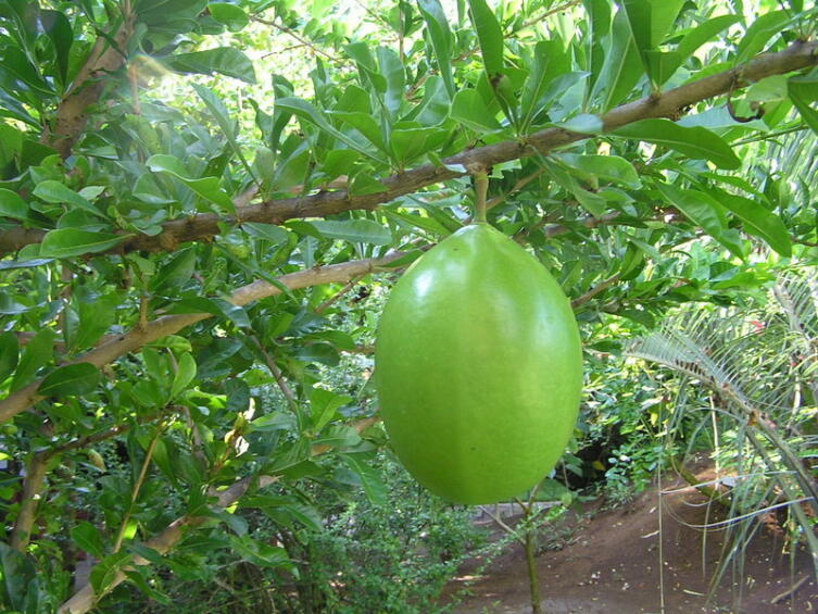 Плод калебасового дерева
