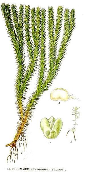 Ботаническая иллюстрация из книги К. А. М. Линдмана Bilder ur Nordens Flora, 1917—1926 гг.