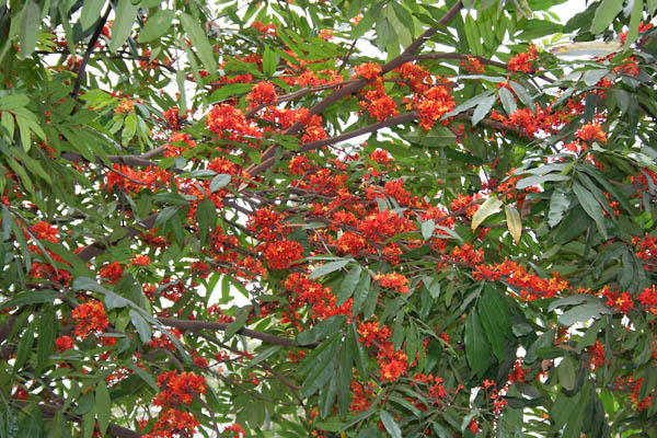 Листья и цветы ашоки в Калькутте, Западная Бенгалия, Индия