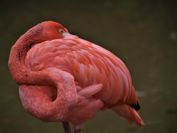 Что мы знаем о фламинго?