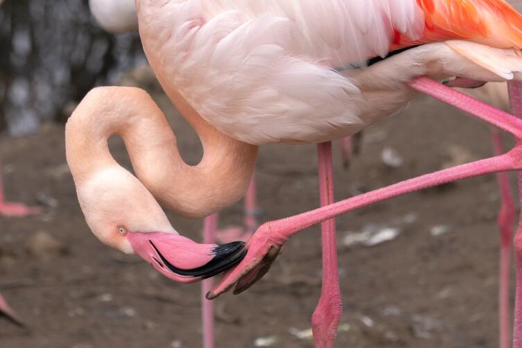 Что мы знаем о фламинго?