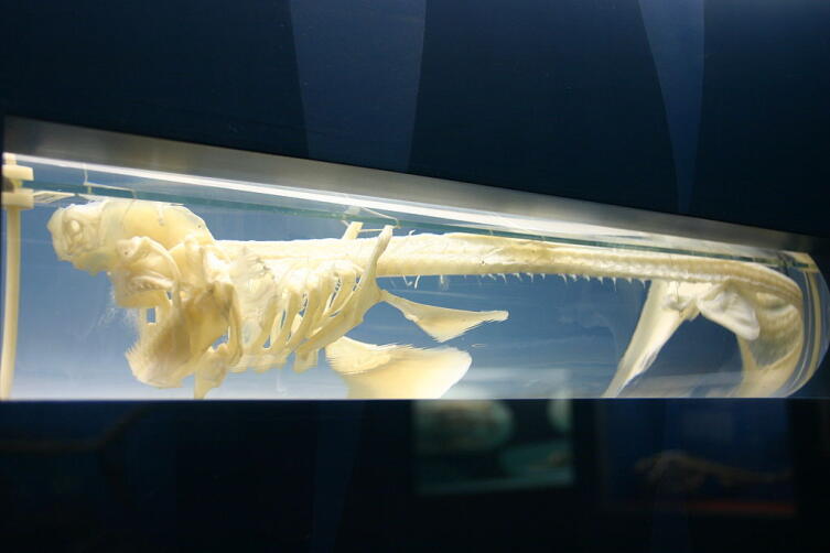 Скелет чёрной акулы (Dalatias licha) в Национальном музее естествознания в Вашингтоне