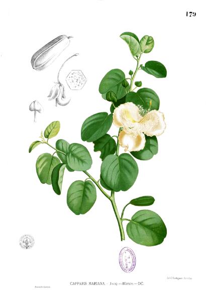 Ботаническая иллюстрация из книги Франсиско Мануэля Бланко Flora de Filipinas, 1880—1883 гг.